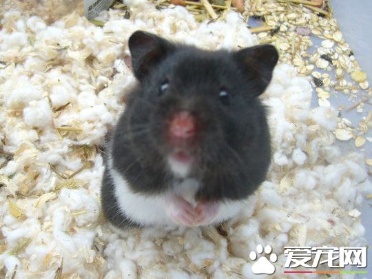 如何養西施熊 需要准備一個比較大的跑輪