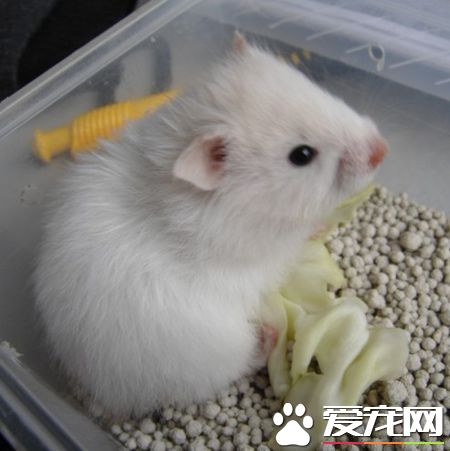 如何養西施熊 需要准備一個比較大的跑輪