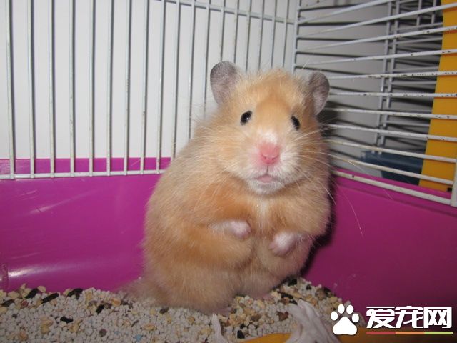 如何養西施熊 需要准備一個比較大的跑輪