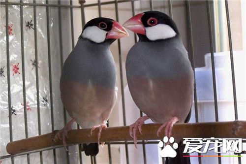 灰文鳥飼養 灰文鳥喜食帶殼的種籽