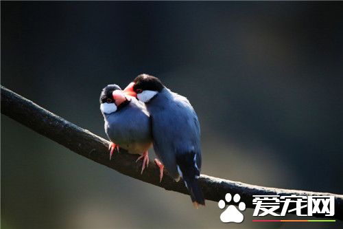 灰文鳥飼養 灰文鳥喜食帶殼的種籽