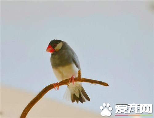 灰文鳥飼養 灰文鳥喜食帶殼的種籽