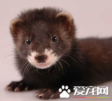 怎麼給寵物貂洗澡 每三四周給他洗一次澡
