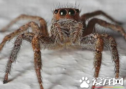 蜘蛛怎麼繁殖 外雌器在腹部腹面靠近腹柄的地方