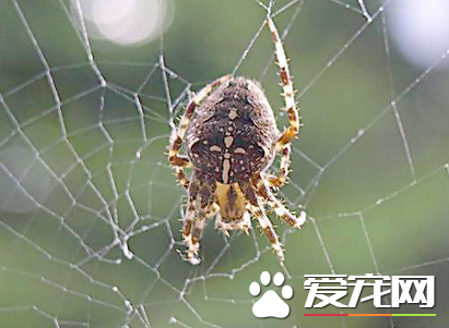 蜘蛛怎麼繁殖 外雌器在腹部腹面靠近腹柄的地方