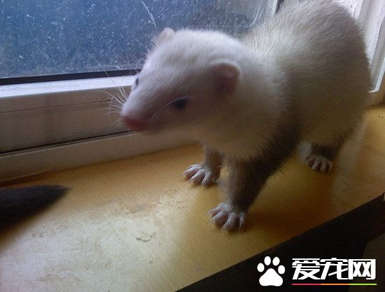 寵物貂飼養 飼養的適宜溫度是15到25度