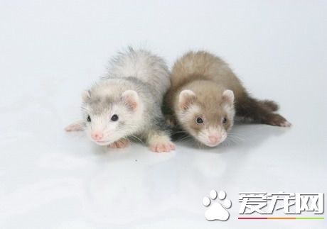 寵物貂夏天怎麼辦 要注意為貂做好防暑降溫工作