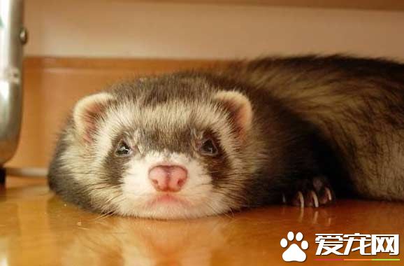 如何飼養寵物貂 一般可以喂食植物性飼料