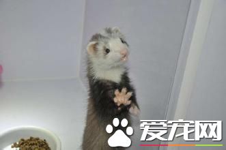 如何飼養寵物貂 一般可以喂食植物性飼料