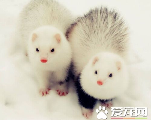 寵物貂飼養方法 喂食一定要保證定時定量