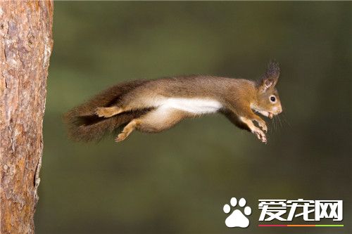 寵物松鼠的飼養 盡可能提供多種飼料隨它們選擇