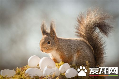 寵物松鼠的飼養 盡可能提供多種飼料隨它們選擇
