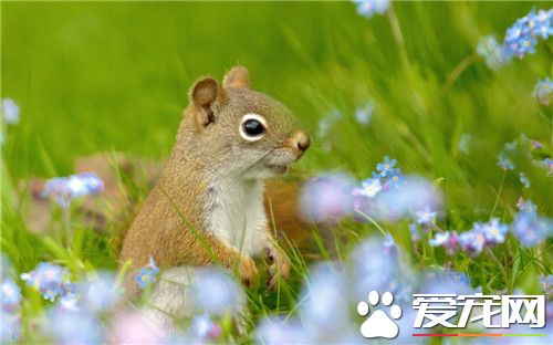 寵物松鼠的飼養 盡可能提供多種飼料隨它們選擇
