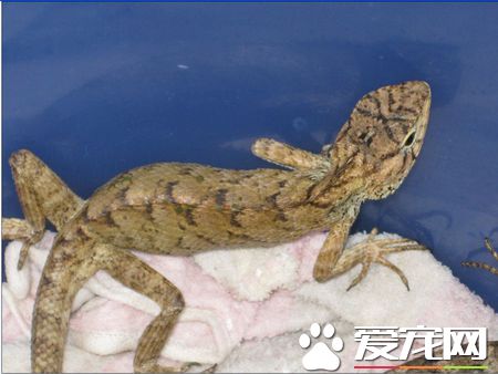 怎樣養蜥蜴 關鍵的是讓蜥蜴充分接觸紫外線
