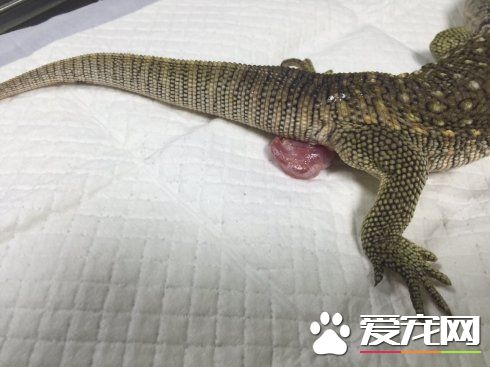蜥蜴脫肛 可以用雲南白藥創可貼來治療