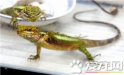 怎樣養蜥蜴 關鍵的是讓蜥蜴充分接觸紫外線