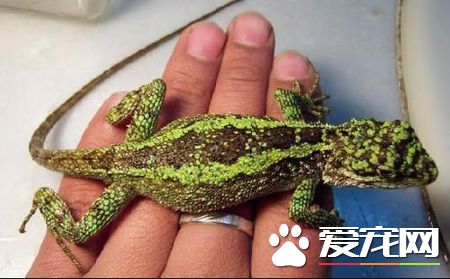怎樣養蜥蜴 關鍵的是讓蜥蜴充分接觸紫外線