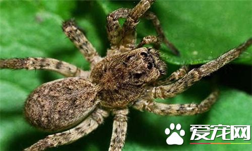 如何飼養蜘蛛 要模擬出自然的生態條件