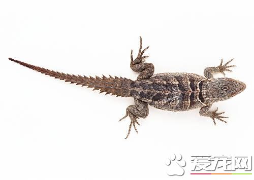蜥蜴飼養方法 需要一個可以與外界隔絕的飼育環境