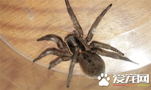 如何飼養蜘蛛 要模擬出自然的生態條件