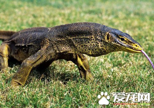 蜥蜴是不是冷血動物 蜥蜴是變溫動物