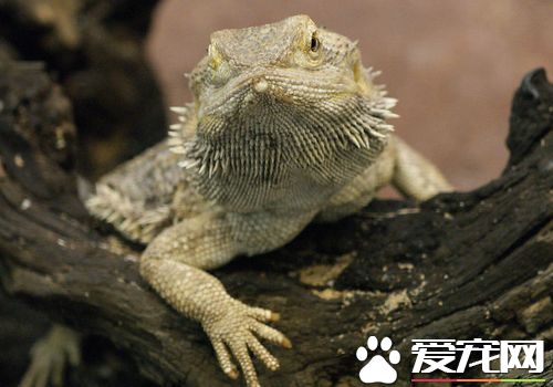蜥蜴是不是冷血動物 蜥蜴是變溫動物