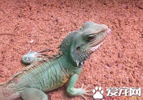 蜥蜴是不是冷血動物 蜥蜴是變溫動物