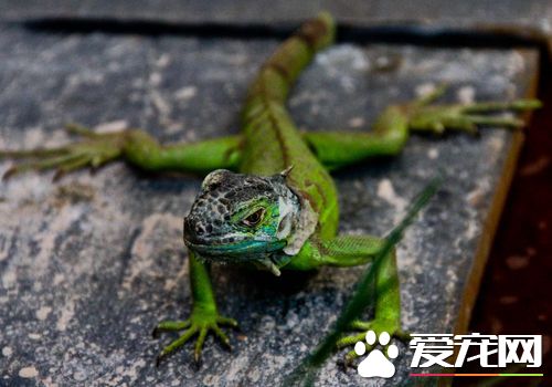 蜥蜴是不是恆溫動物 蜥蜴是變溫動物
