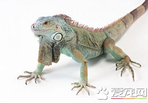蜥蜴是不是恆溫動物 蜥蜴是變溫動物
