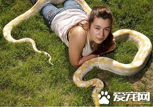 最小的寵物蛇 翠青蛇體型較小最容易飼養