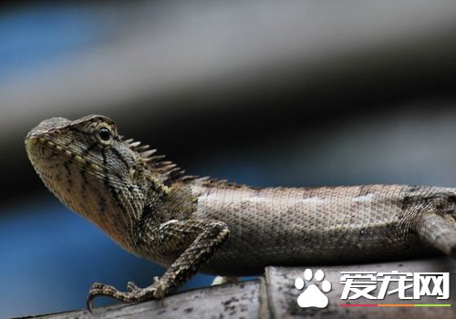 蜥蜴是不是恆溫動物 蜥蜴是變溫動物