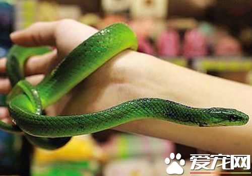 寵物蛇如何飼養 寵物蛇無需每天都喂食食物