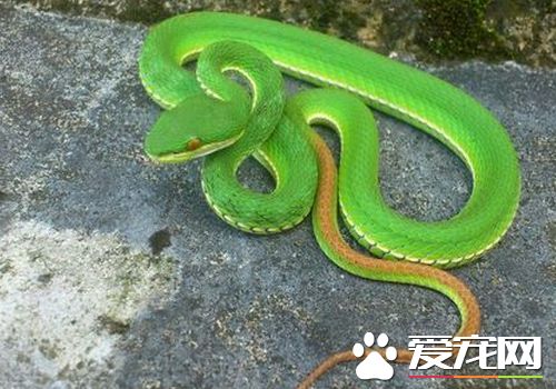 寵物蛇如何飼養 寵物蛇無需每天都喂食食物