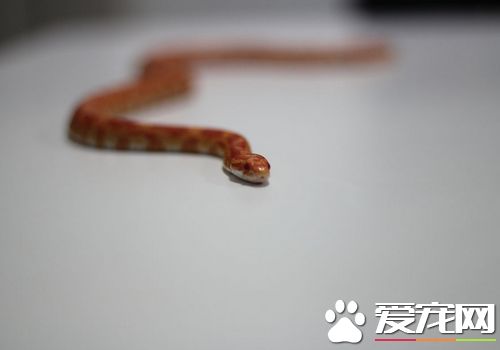 寵物蛇如何飼養 寵物蛇無需每天都喂食食物