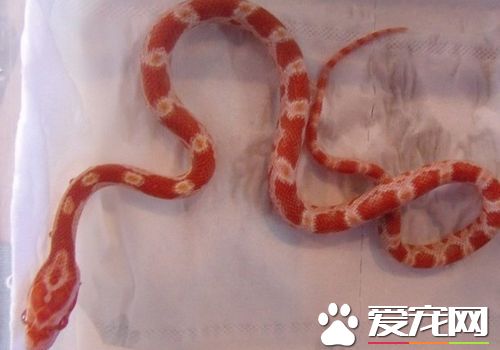 寵物蛇過冬 需要在加熱墊上鋪上幾層報紙
