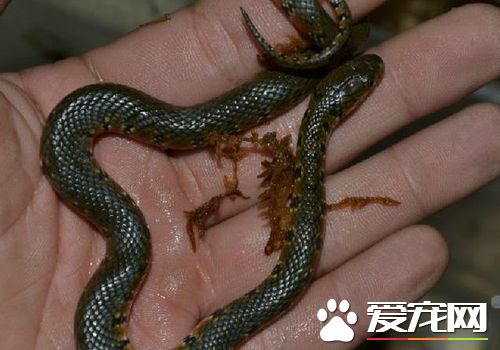 寵物蛇過冬 需要在加熱墊上鋪上幾層報紙