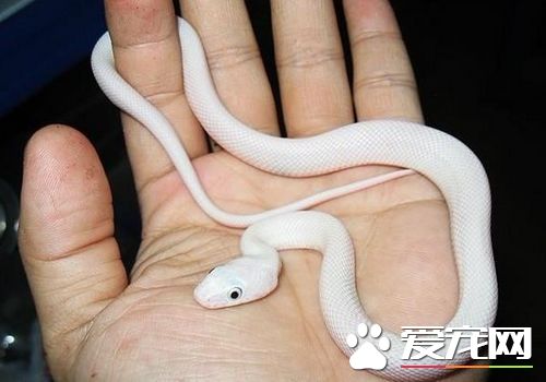 寵物蛇飼料 寵物蛇一般只吃活性的動物