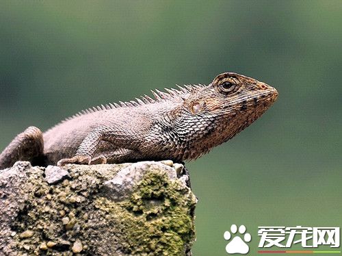 寵物蜥蜴的種類 四種常見容易飼養的寵物蜥蜴