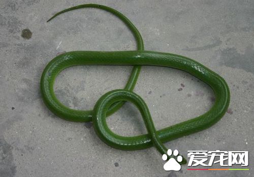 寵物蛇飼料 寵物蛇一般只吃活性的動物
