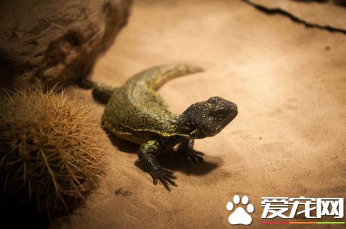 寵物蜥蜴的種類 四種常見容易飼養的寵物蜥蜴