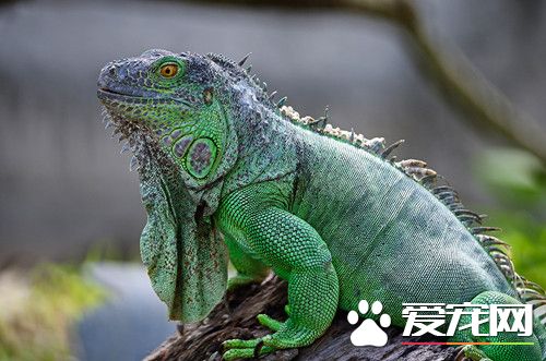 寵物蜥蜴的種類 四種常見容易飼養的寵物蜥蜴