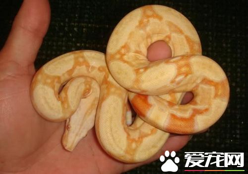 寵物蛇飼料 寵物蛇一般只吃活性的動物