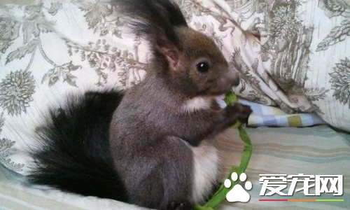 魔王松鼠怎麼補鈣 適當的加上動物性飼料和牛奶