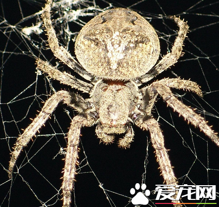 蜘蛛有血嗎 蜘蛛是有血液的顏色是青綠色