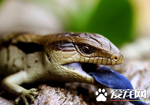 蜥蜴是卵生動物嗎 蜥蜴是卵生動物的一種
