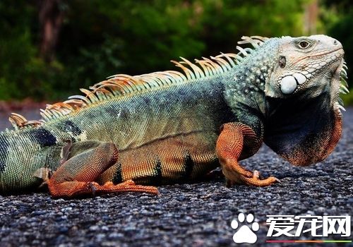 蜥蜴和壁虎的區別 最大的區別就是壁虎可以發聲