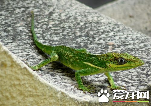 蜥蜴是節肢動物嗎 蜥蜴是屬於節肢動物的一種