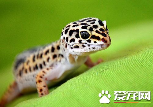 蜥蜴是節肢動物嗎 蜥蜴是屬於節肢動物的一種