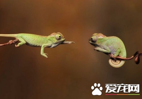 蜥蜴是節肢動物嗎 蜥蜴是屬於節肢動物的一種