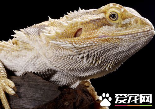 蜥蜴是卵生動物嗎 蜥蜴是卵生動物的一種
